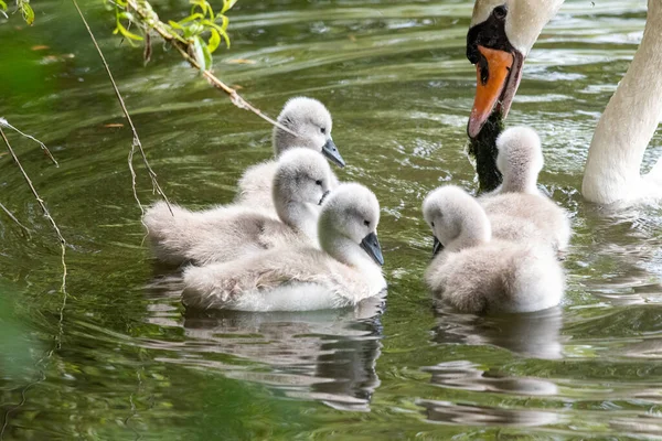 A swan parent feedingalgae to its chicks.   Vancouver BC Canada