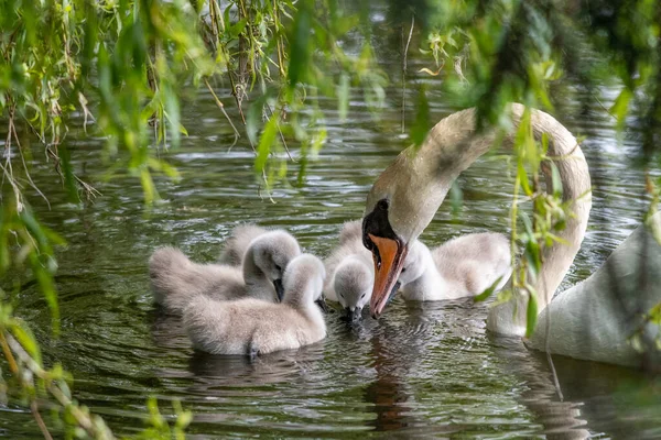 A swan parent feedingalgae to its chicks.   Vancouver BC Canada