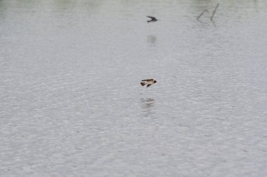 Göl boyunca uçan ahır kırlangıcı. Vancouver BC Kanada