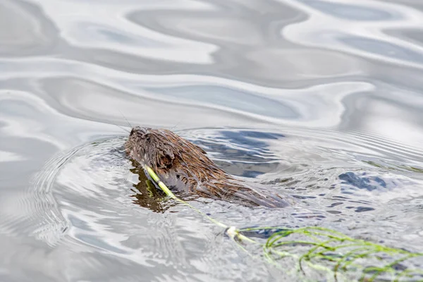 Beaver Apporte Truc Son Nid Vancouver Canada — Photo