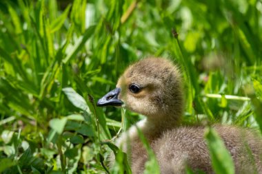 Bir ördek yavrusunun yüzüne yakın çekim. Vancouver BC Kanada