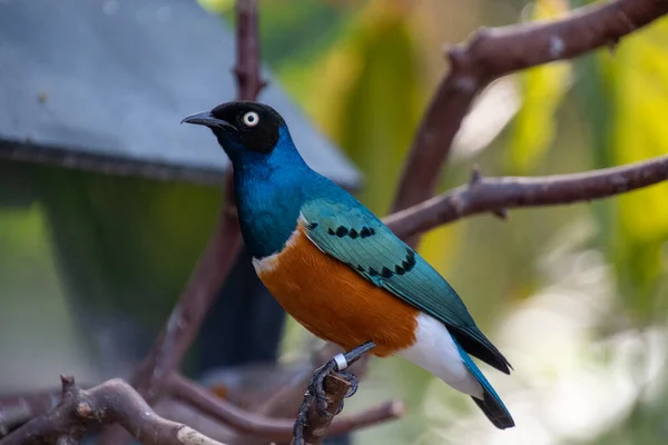 Superb Starling Perching Branch Vancouver Canada — Stock Photo, Image