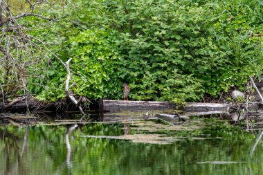 Kütüğe tüneyen yeşil balıkçıl. Vancouver, BC, Kanada