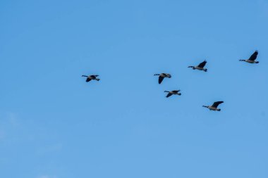 Flock of Canada geese flying in the sky.  Vancouver BC Canada  clipart