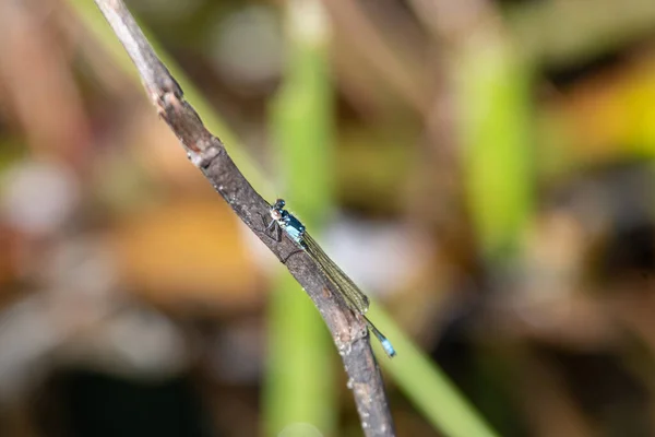 Demoiselle Reposant Sur Branche Vancouver Canada — Photo