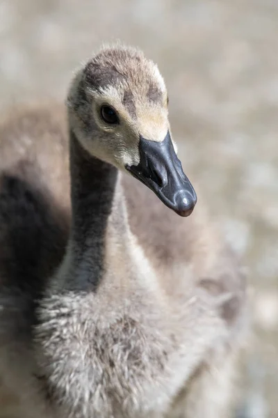 A closeup of gosling\'s face.    Vancouver BC Canada