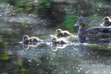 Mallard ailesi gölü yüzerek geçiyor. Vancouver BC Kanada