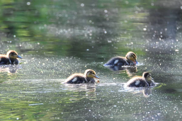 Einige Entchen Schwimmen Den See Herum Vancouver Kanada — Stockfoto