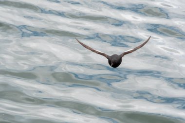 Denizin üzerinde uçan siyah bir lonca. Vancouver BC Kanada