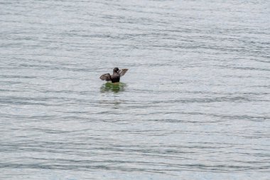 Kara Guillemot kanatlarını açıyor. Vancouver BC Kanada