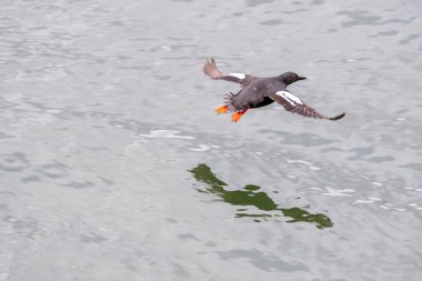 Denizin üzerinde uçan siyah bir lonca. Vancouver BC Kanada