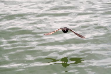 Denizin üzerinde uçan siyah bir lonca. Vancouver BC Kanada