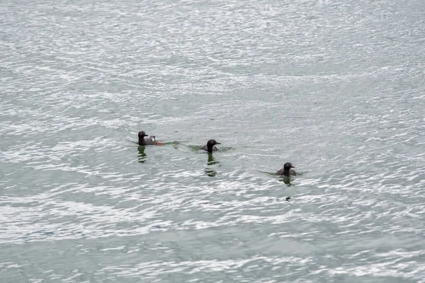 Guillemots Pretos Nadando Redor Mar Vancouver Canadá — Fotografia de Stock