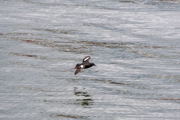 Guillemot Negro Volando Sobre Mar Vancouver Canadá — Foto de Stock