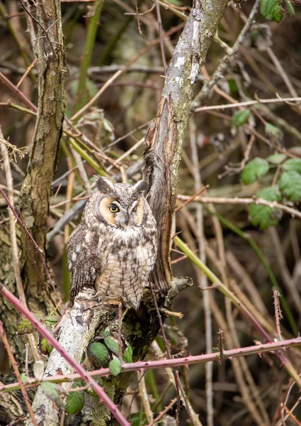 stock image Long-eared Owl resting on the branch.   Vancouver BC Canada   