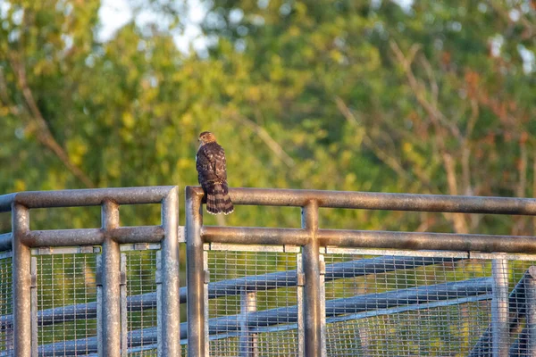 Cooper Hawk Çitin Üzerinde Dinleniyor Vancouver Kanada — Stok fotoğraf