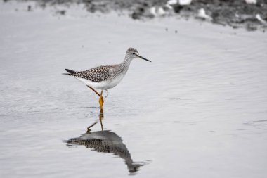 Sığ sulara tüneyen daha az sarı bacaklı. Vancouver BC Kanada