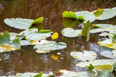 Nehirde Nuphar çiçek açıyor. BC Kanada