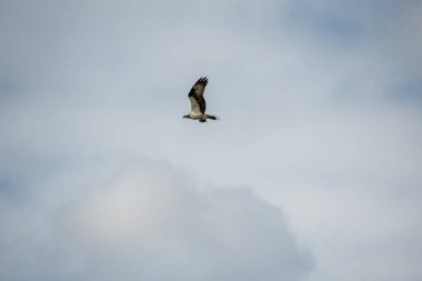 Osprey bir balığı yuvasına geri götürüyor. Vancouver BC Kanada