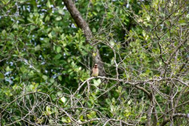 Dala tünemiş Sedir Kanadı. Vancouver BC Kanada