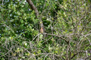 Dala tünemiş Sedir Kanadı. Vancouver BC Kanada