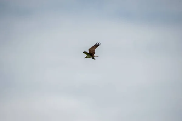 Osprey Segurando Peixe Voltando Para Seu Ninho Vancouver Canadá — Fotografia de Stock