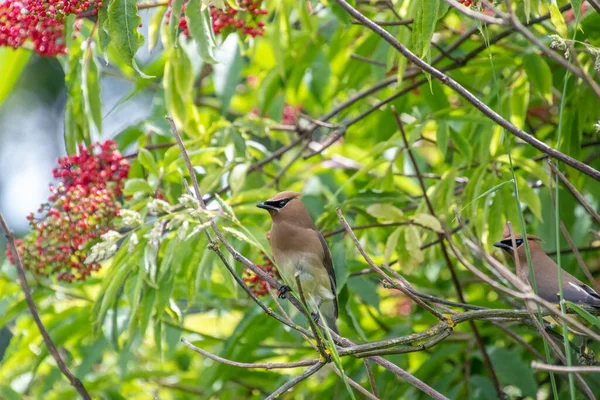 Zedernwachsflügel Auf Dem Ast Vancouver Kanada — Stockfoto