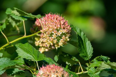 Pacific Ninebark ormanda çiçek açıyor. Vancouver BC Kanada