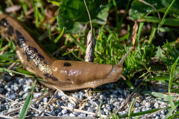 Closeup Pacific Banana Slug Crawling Ground Vancouver Canada — Stock Photo, Image