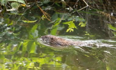 Kunduz evine dönüyor. Vancouver BC Kanada