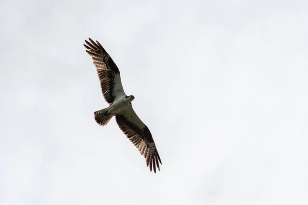 Osprey Voando Céu Vancouver Canadá — Fotografia de Stock