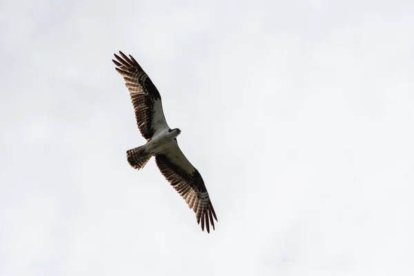 Fischadler Fliegen Himmel Vancouver Kanada — Stockfoto