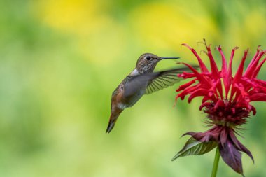 Dişi Rufous sinekkuşu havada süzülüyor ve arı merhemi bitkisinden nektar içiyor. Vancouver BC Kanada
