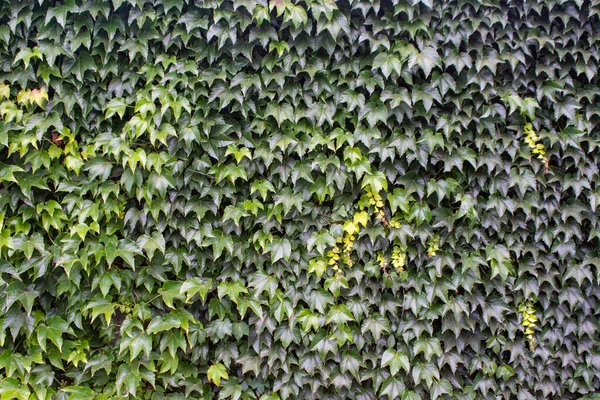 A picture of a wall covered by ivy leaves.  Vancouver BC Canada