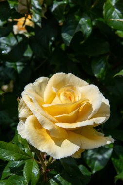 Çiğ taneli sarı gül çiçeği. Vancouver BC Kanada