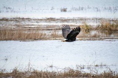 Havada uçan kel kartal. Vancouver BC Kanada
