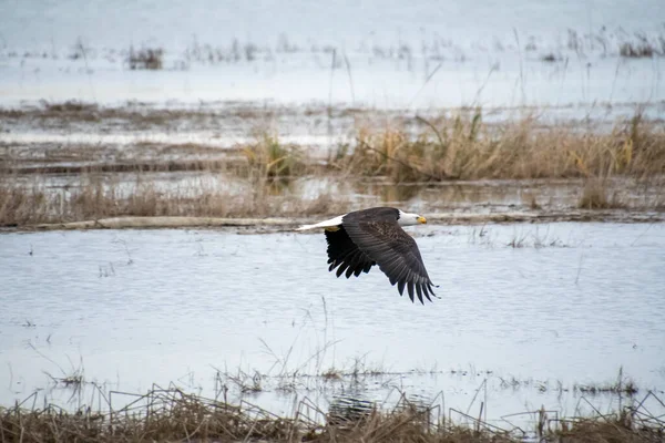 Aquila Calva Che Vola Aria Vancouver Canada — Foto Stock