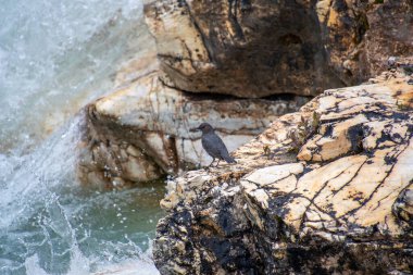 American Dipper kayaya tünedi. Banff Ulusal Parkı, AB Kanada