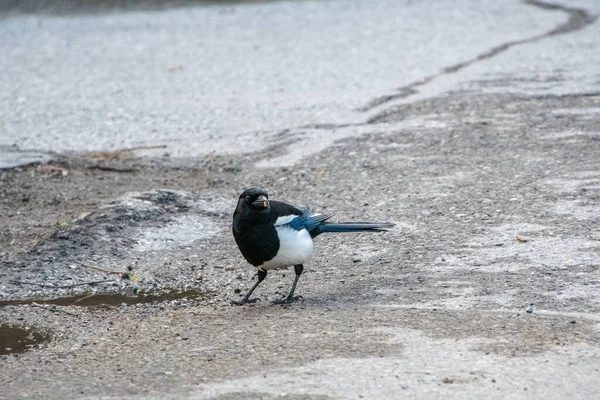 地面にカササギが倒れてる バンフ国立公園 Canada — ストック写真