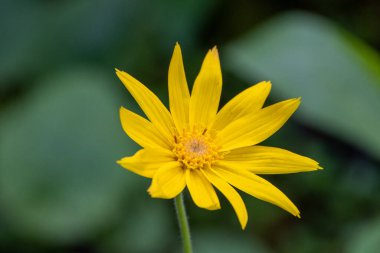 Arnica Cordifolia 'ya yakın çekim. Kootenay Ulusal Parkı, BC Kanada 