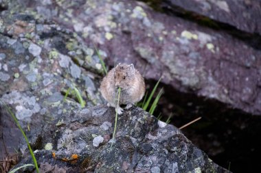 Pika kayanın üzerinde bitki yiyor. Banff Ulusal Parkı AB Kanada 