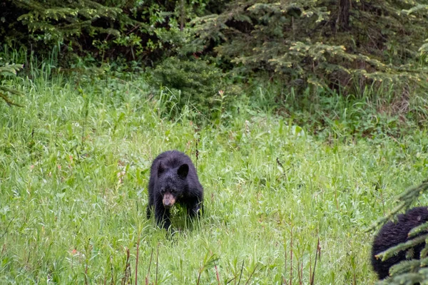 Ursos Pretos Comem Algumas Plantas Beira Estrada Banff National Park — Fotografia de Stock