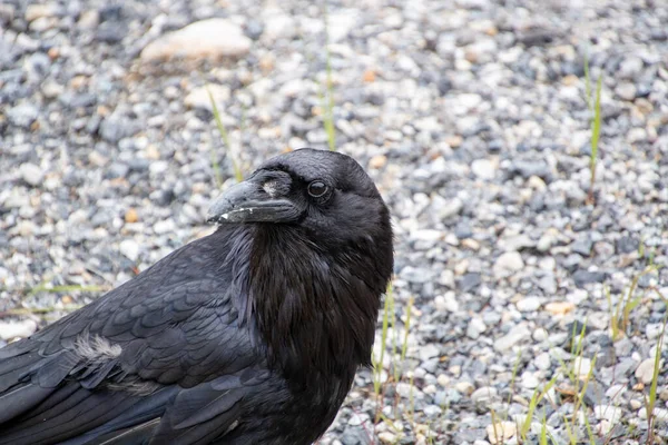 A closeup Raven perching on the ground.   Banff National park  AB Canada