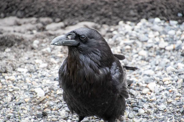 Egy Közelkép Raven Földön Banff Nemzeti Park Kanada — Stock Fotó