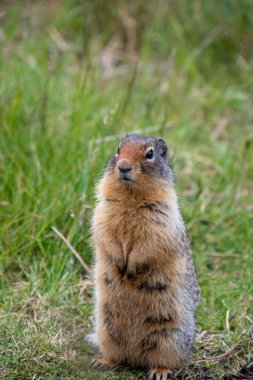 Kolombiya yer sincabı sahada dinleniyor. Banff Ulusal Parkı, AB Kanada