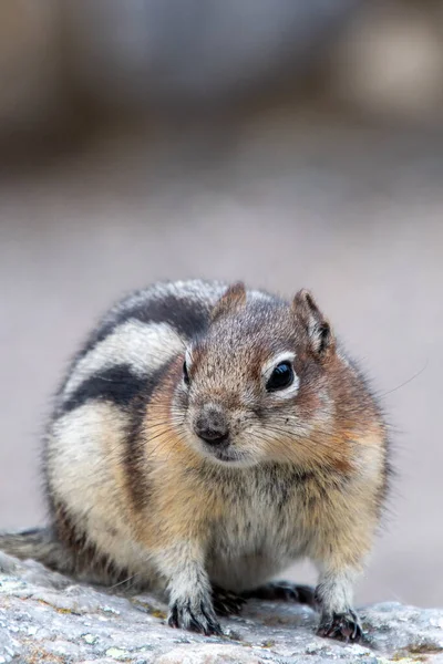 Närbild Golden Mantled Mark Ekorre Vilar Klippan Banff National Park — Stockfoto