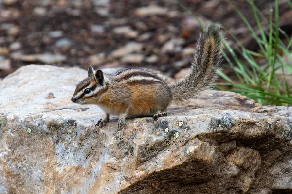 Chipmunk Sitter Klippan Banff National Park Kanada — Stockfoto