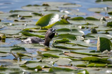 Nilüfer yaprakları arasında yüzen fareli köyün yağlı bir resmi.