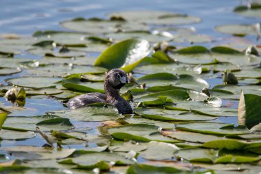 Nilüfer yaprakları arasında yüzen fareli köyün yağlı bir resmi.