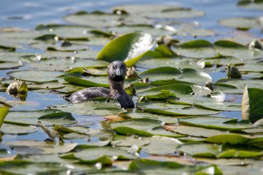 Nilüfer yaprakları arasında yüzen fareli köyün yağlı bir resmi.
